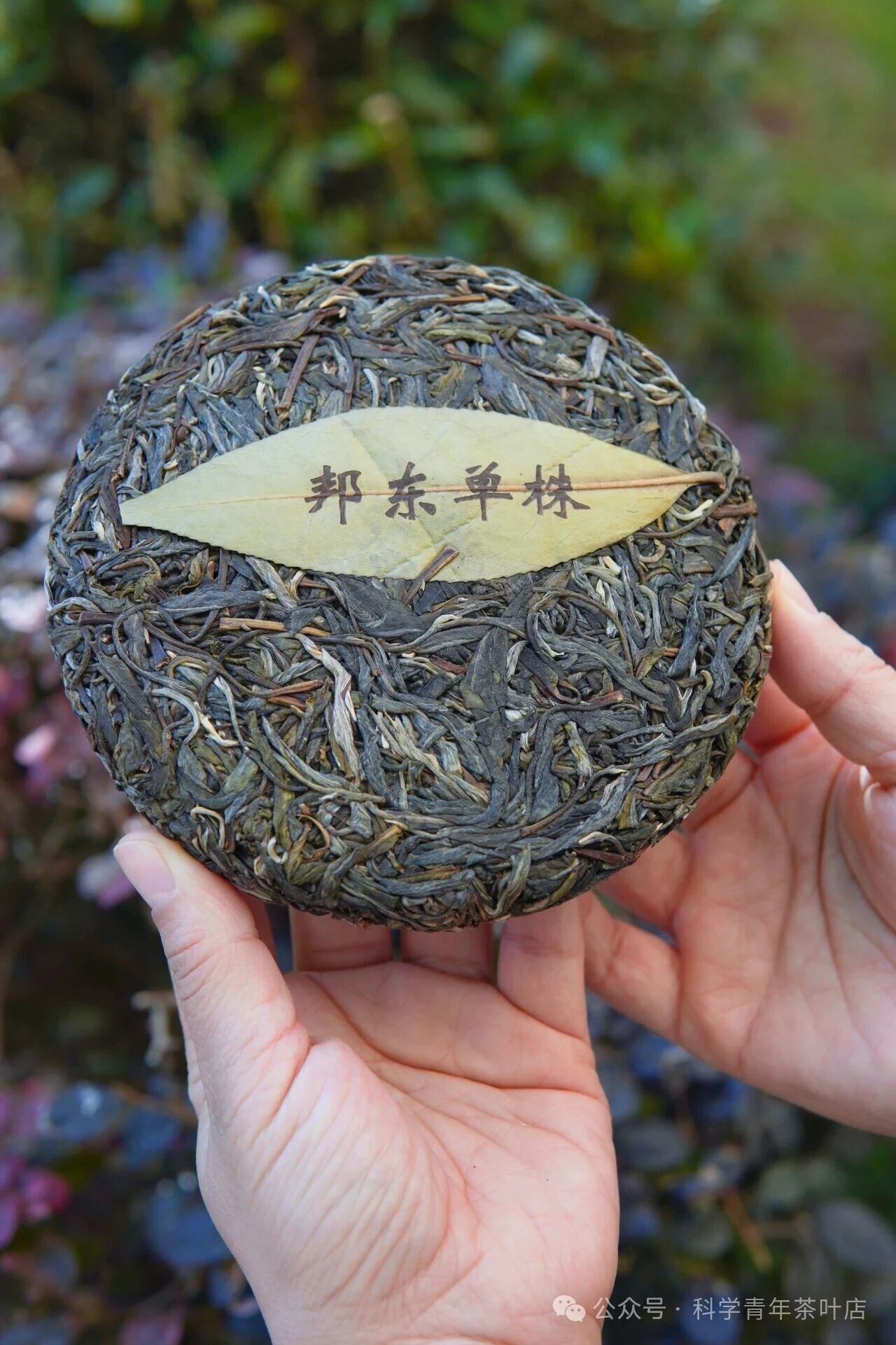 Tea cake being stone-pressed by hand