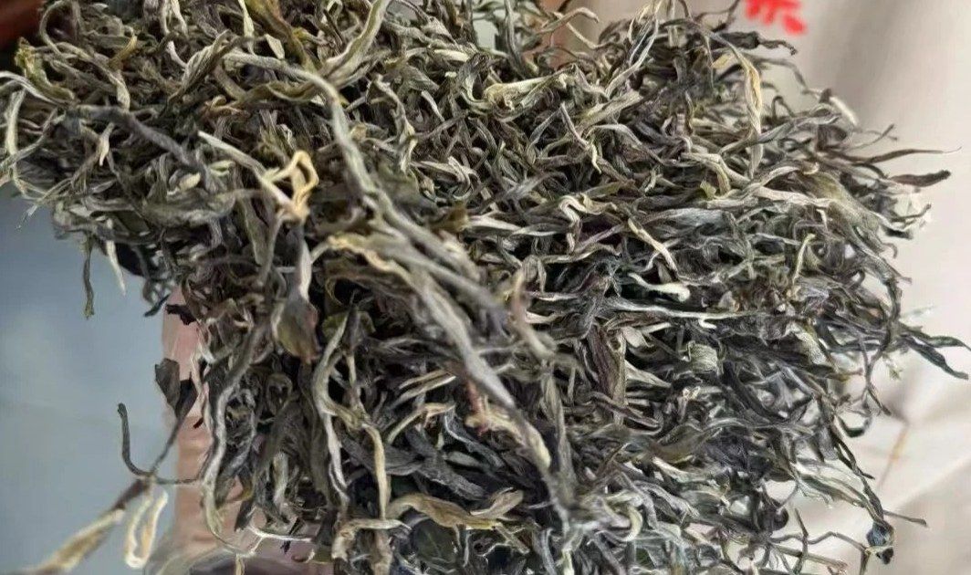 Ancient tea trees growing among old-growth forest in Yunnan