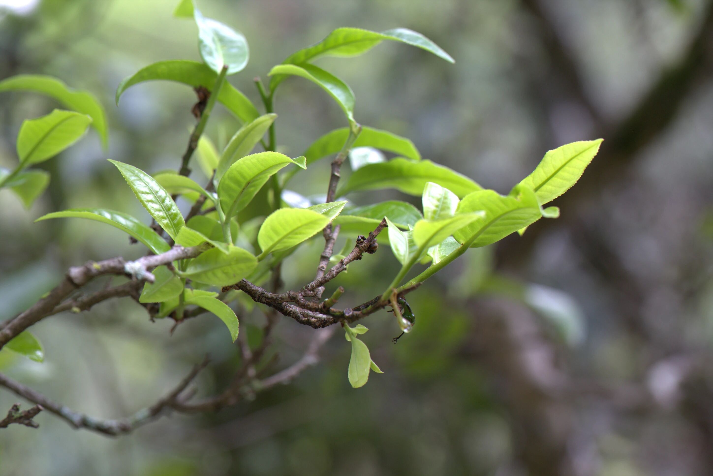 Dianwu Gongya Kunlu Mountain Royal Ancient-Tree Tea