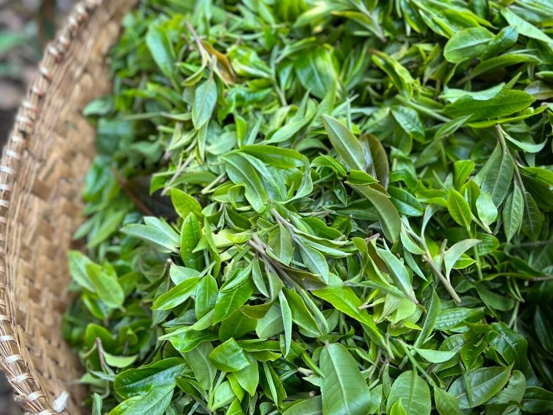 Dianwu Gongya Manglu Mountain Royal Ancient-Tree Tea