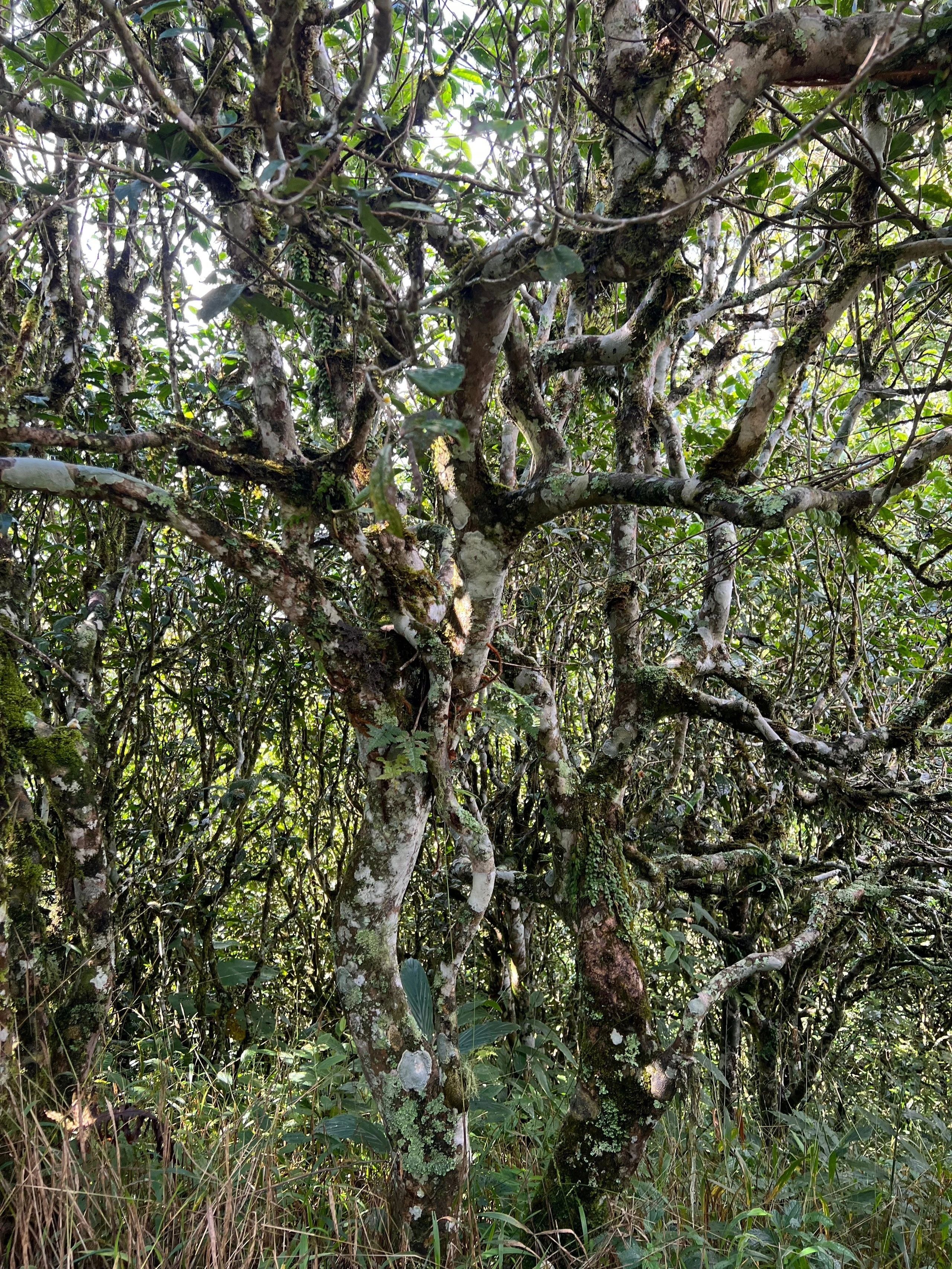 Pasha Rhino Pond Ancient-Tree Raw Pu-erh